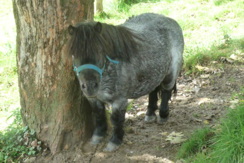 Pony Bauernhof Muehlbach